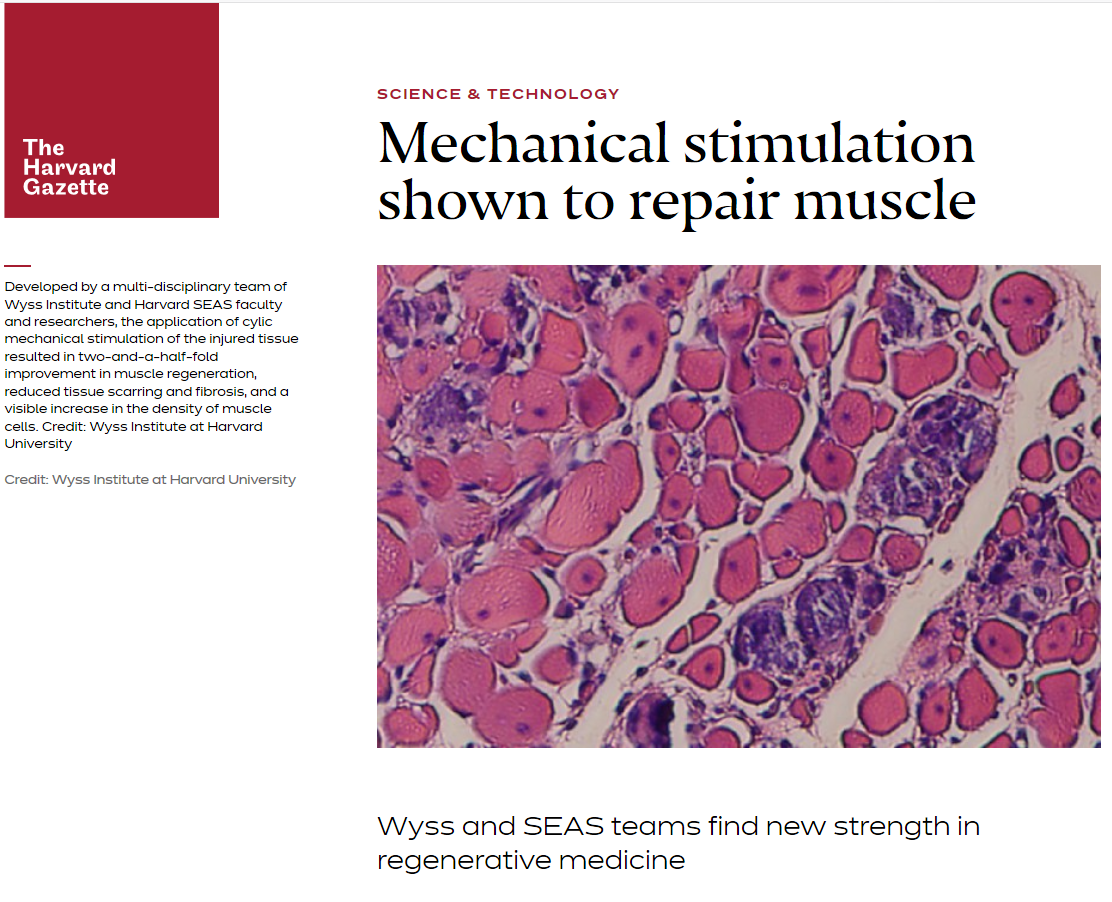 BMS Matrix Therapy - Regeneration Through The Rhythm Of Muscles